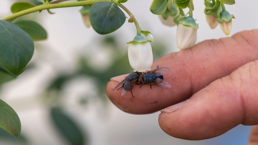 Fly pollinators