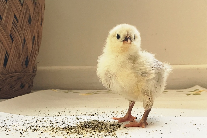 Chick standing over hemp food looking at camera