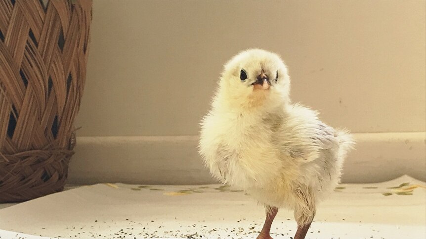 Chick standing over hemp food looking at camera