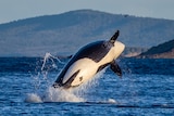 An orca jumps out of the ocean with mountains in the background