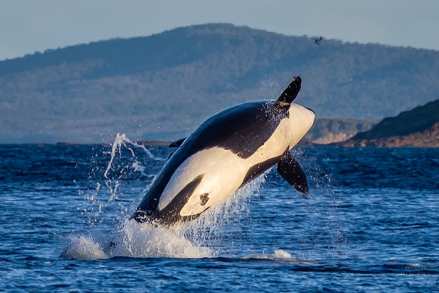 An orca jumps out of the ocean with mountains in the background