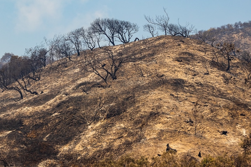 Blackened bushland after a bushfire tore through.