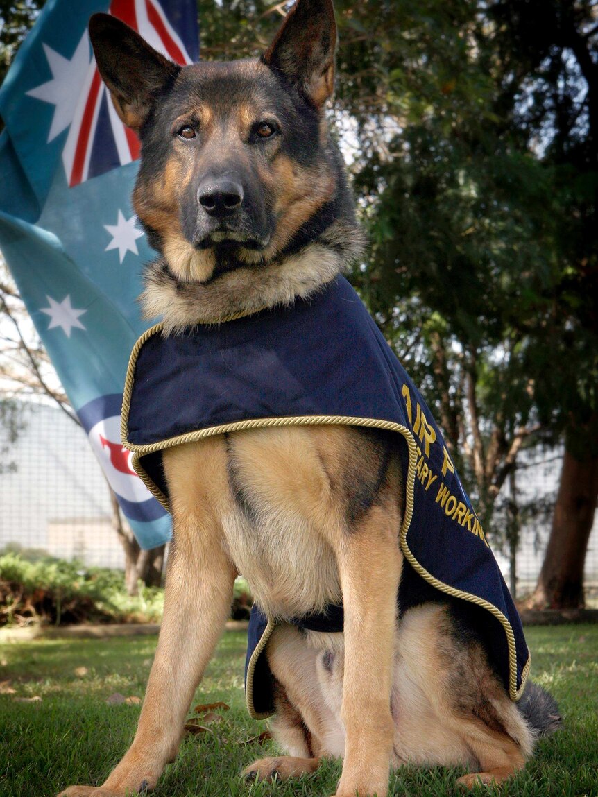 Turk poses for a photo during his time as a military working dog with the RAAF.