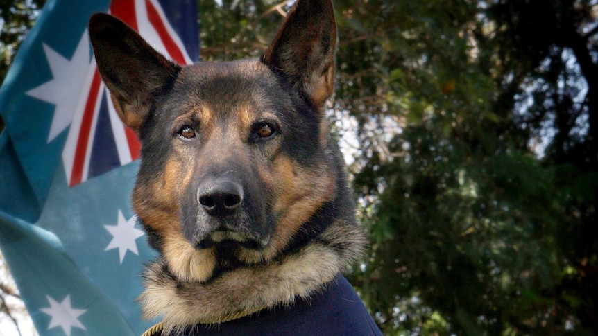 Turk poses for a photo during his time as a military working dog with the RAAF.