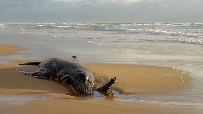 Beached baby whale on Fraser Island