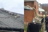 A composite image of a large snake on the roof of a house and getting dragged off by a man who is believed to be the owner.