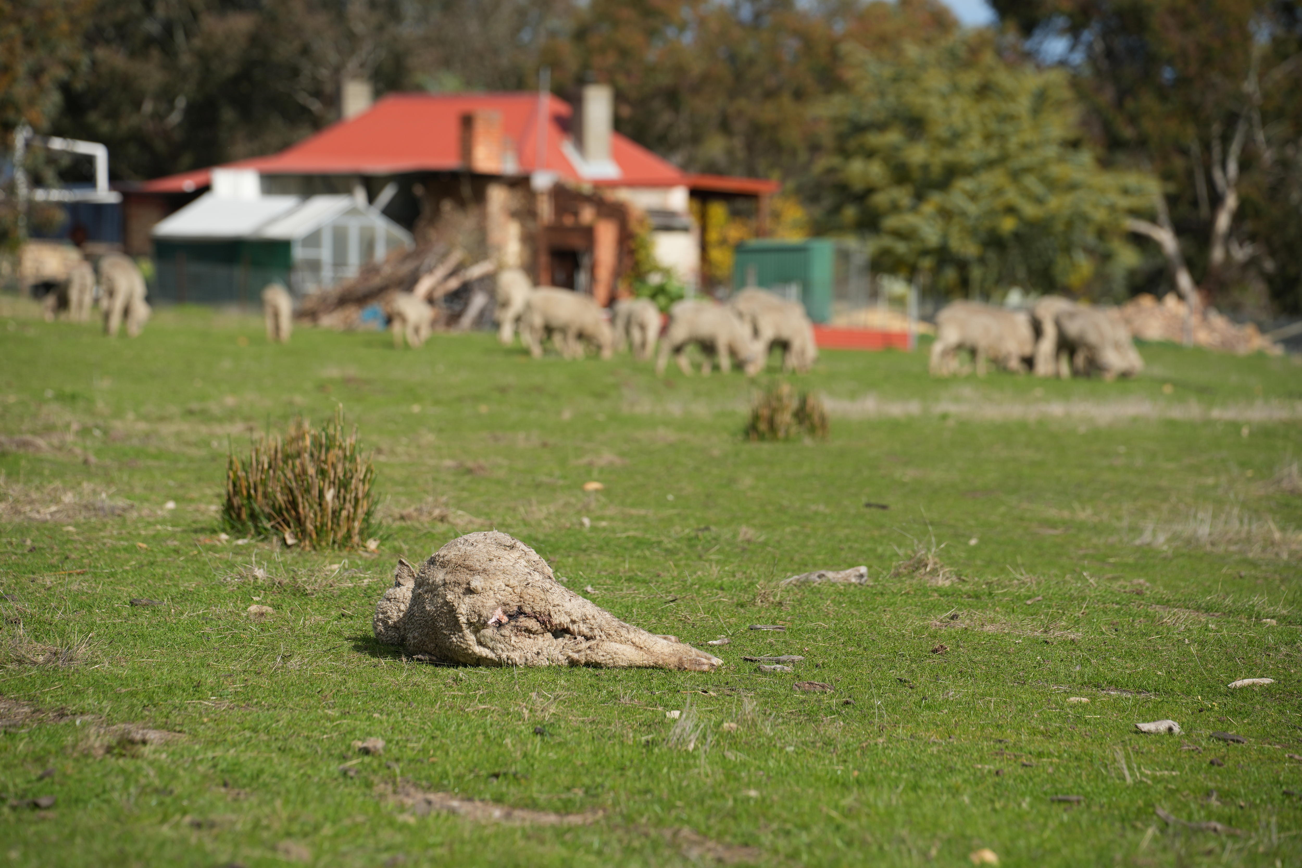 dead sheep infront of a house 