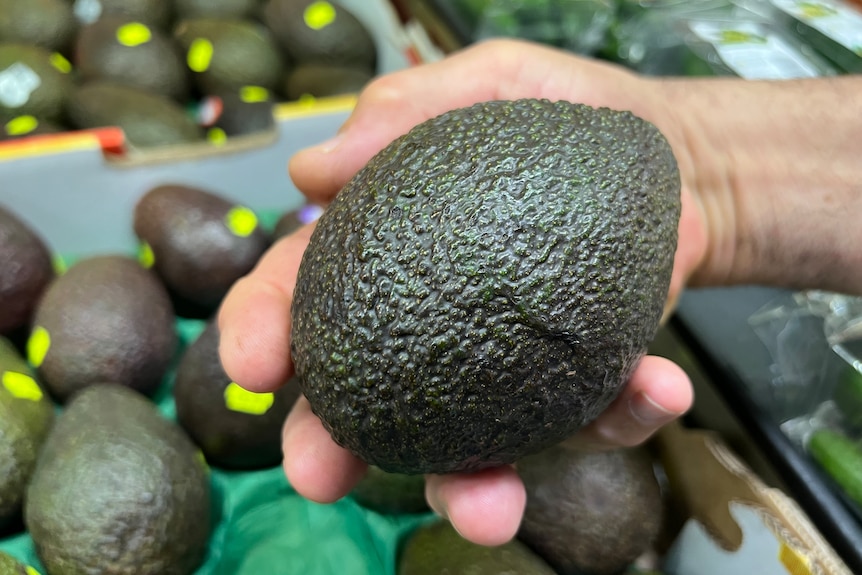 A hand holds a large avocado.