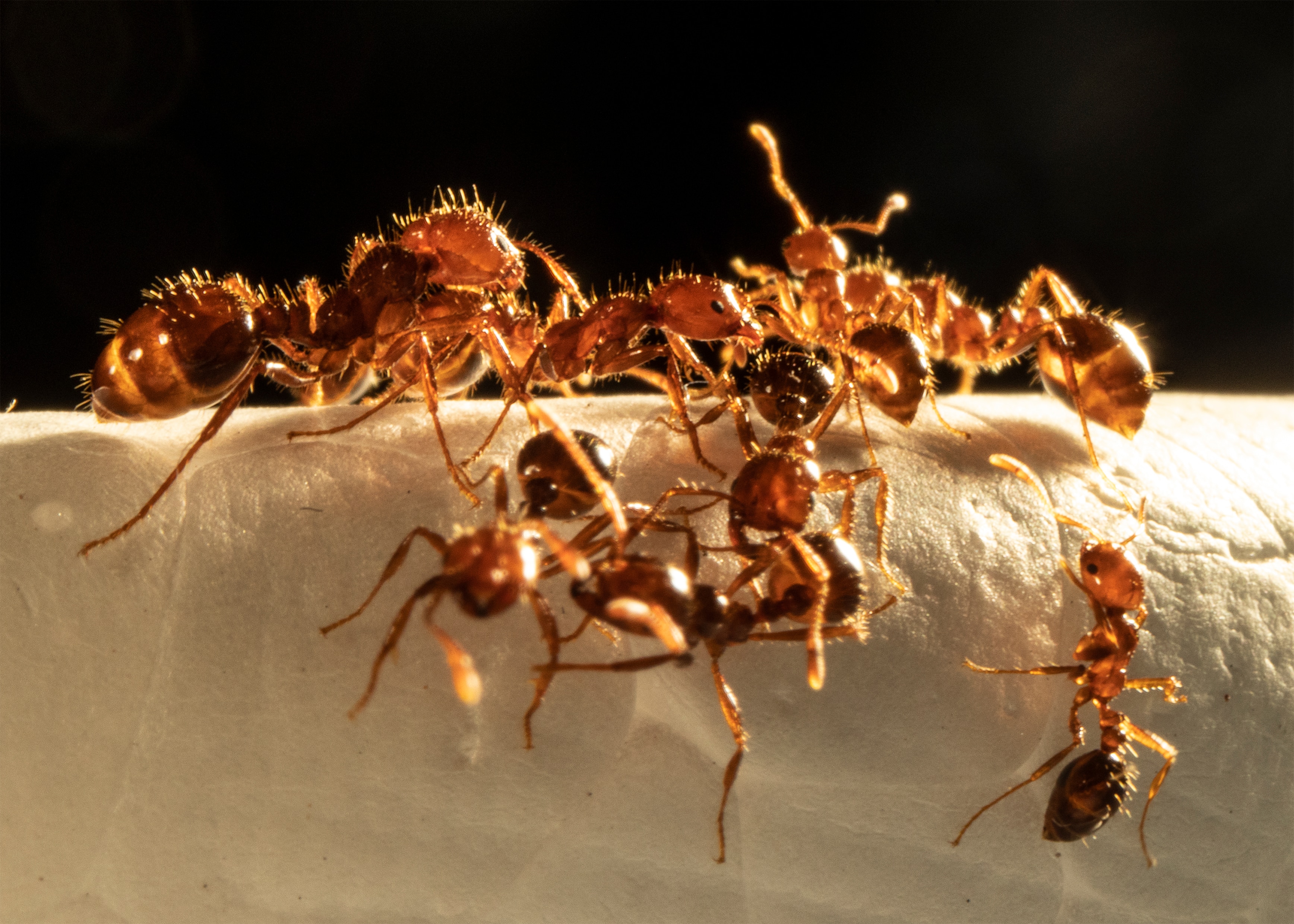 Invasive fire ant nest discovered in Sydney's inner west
