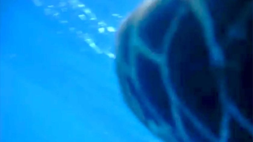 Amateur footage: the sea turtle in the Caribbean somehow films itself.