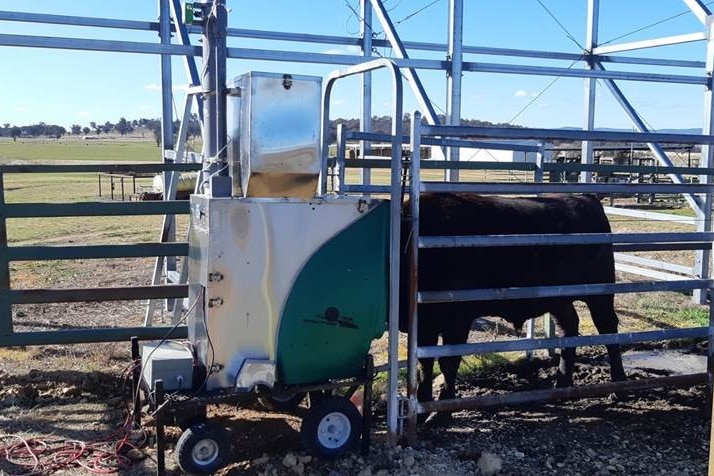 A Wagyu steer eating with its head in a feed bin inside a cattle yard.