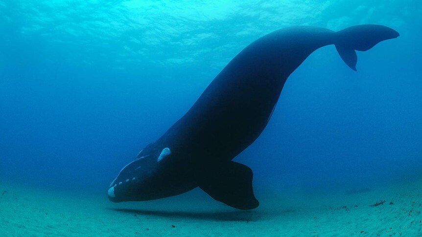 Southern right whale