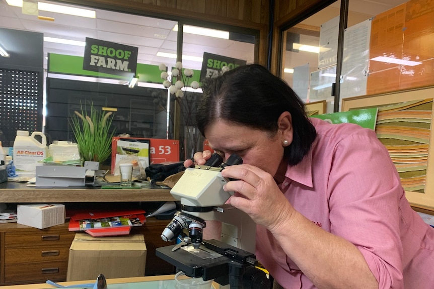 A woman examines a worm under a microscope