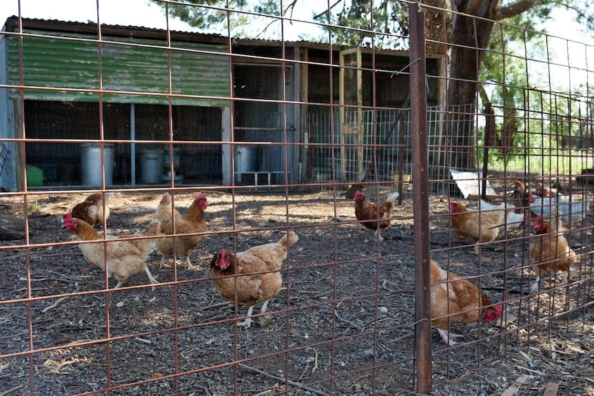 A number of brown and red hens walk around inside a gated pen.