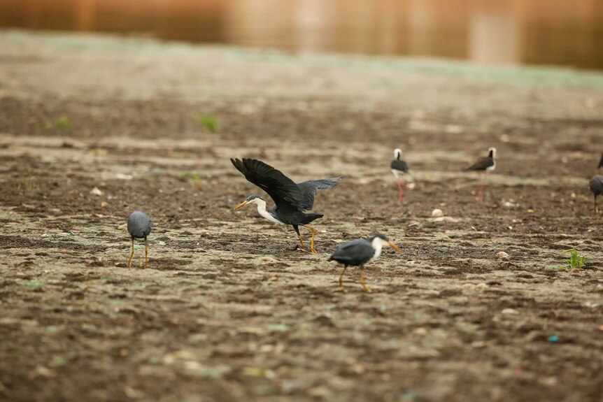close-up of birds standing on the surface of compacted material on a sewage pond. Wings spread