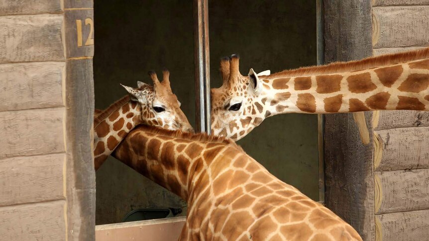 Kitoto, (left) a female giraffe, meets other giraffes Jimiyo and Zarafa