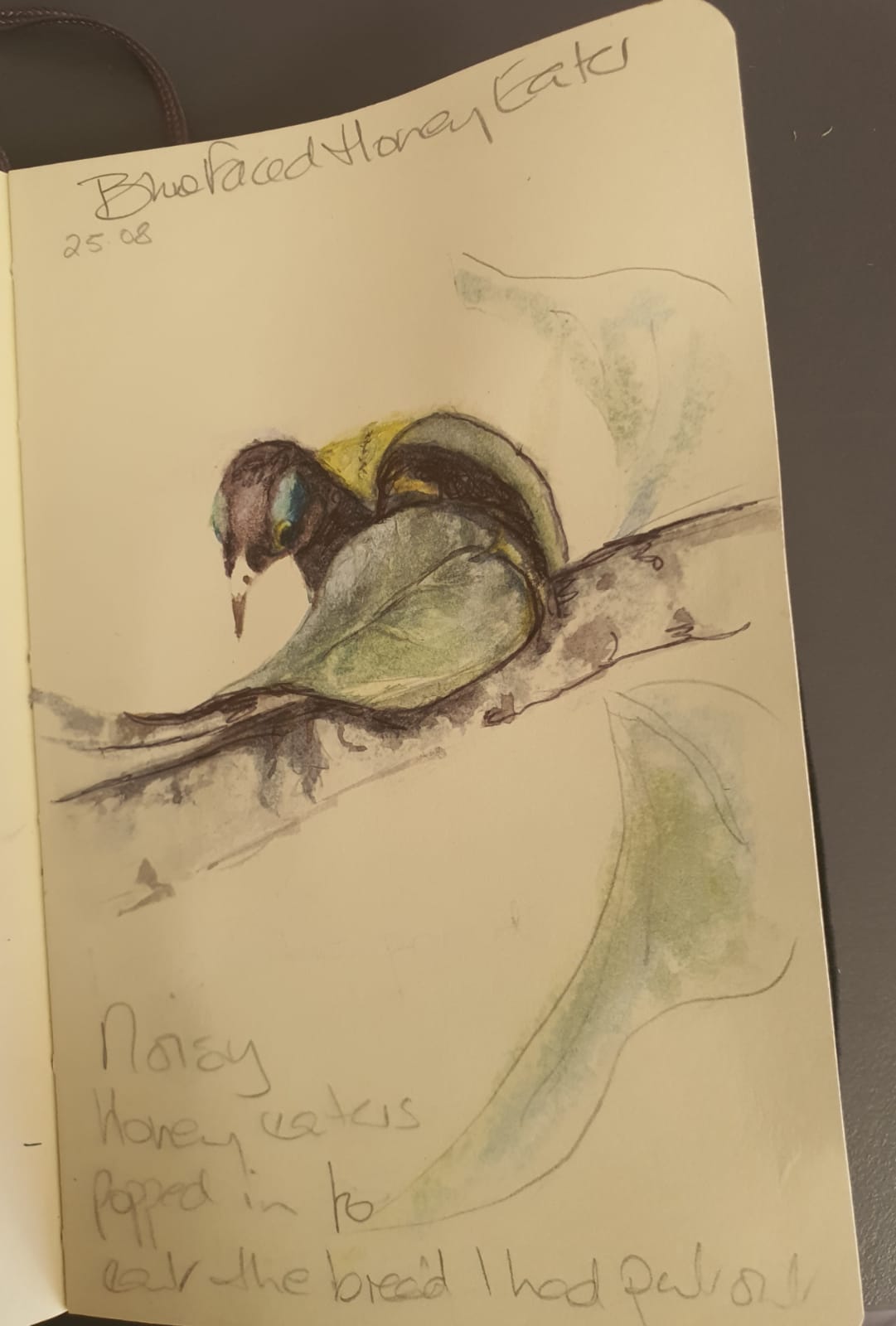Botanical artist paints the critters that visit her in Howard Springs ...