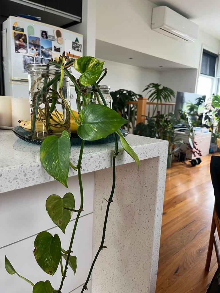 A portion of bald devil's ivy vine with visible nodes.