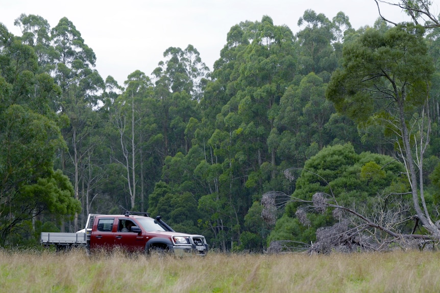 A red ute drives down a dirt road into Sherbrooke Forest, surrounded by trees.