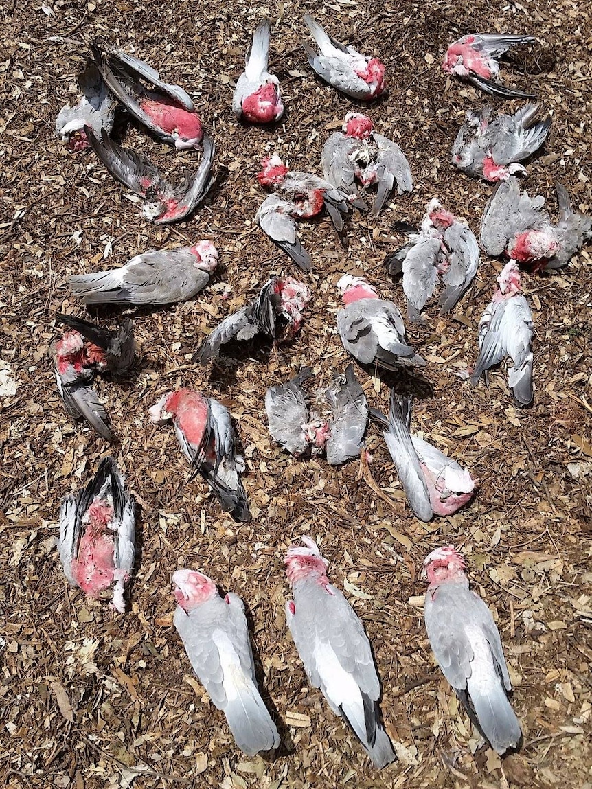 A flock of dead galahs found in Milang