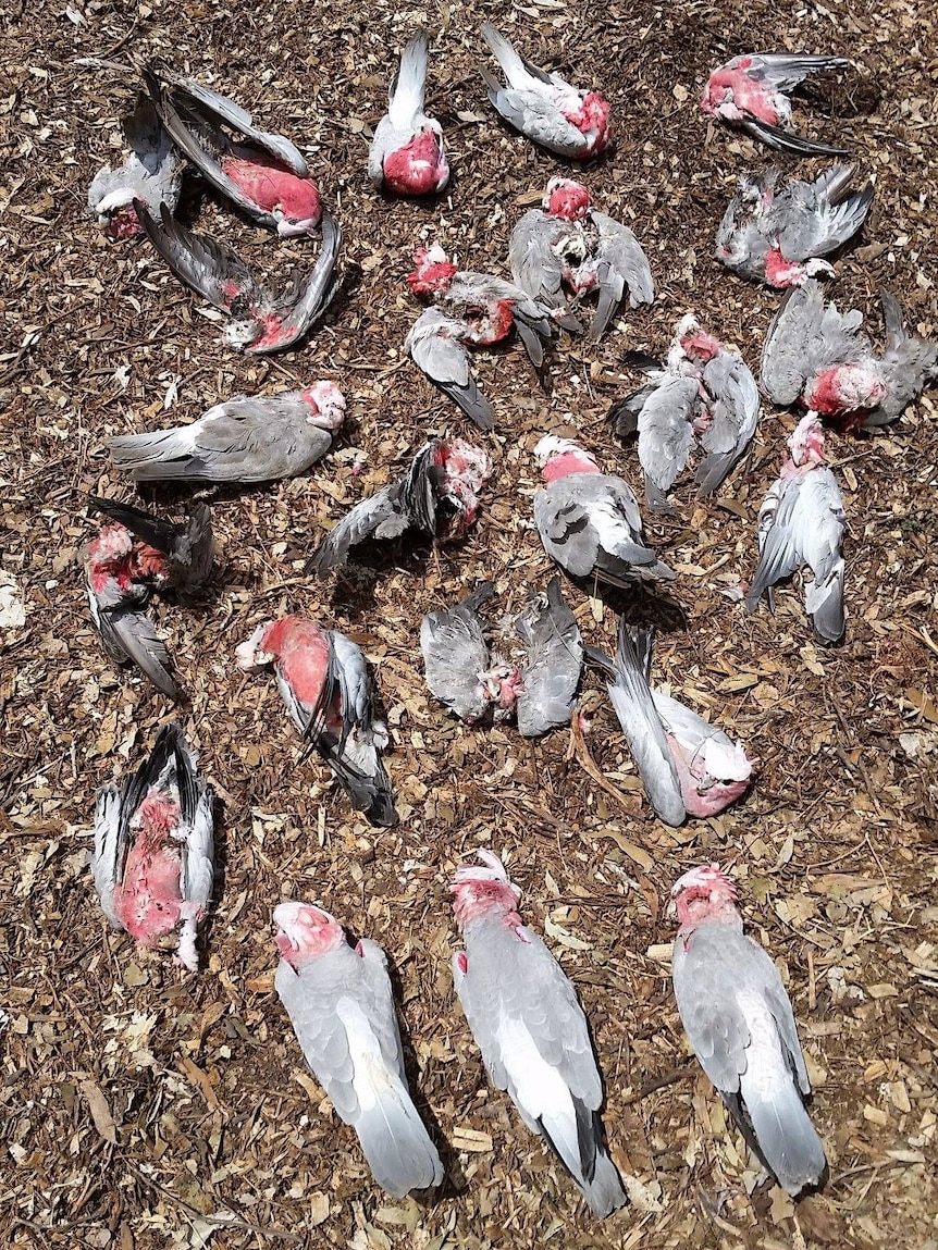 Multiple galahs lie dead on the ground.