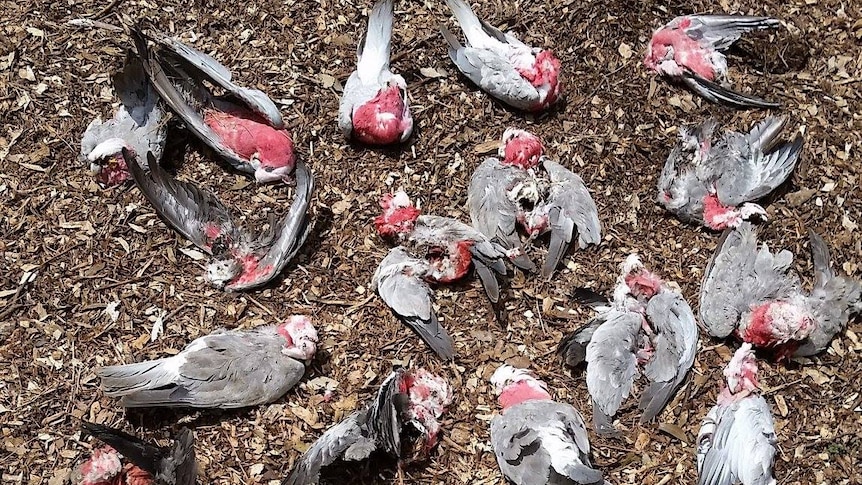 Multiple galahs lie dead on the ground.