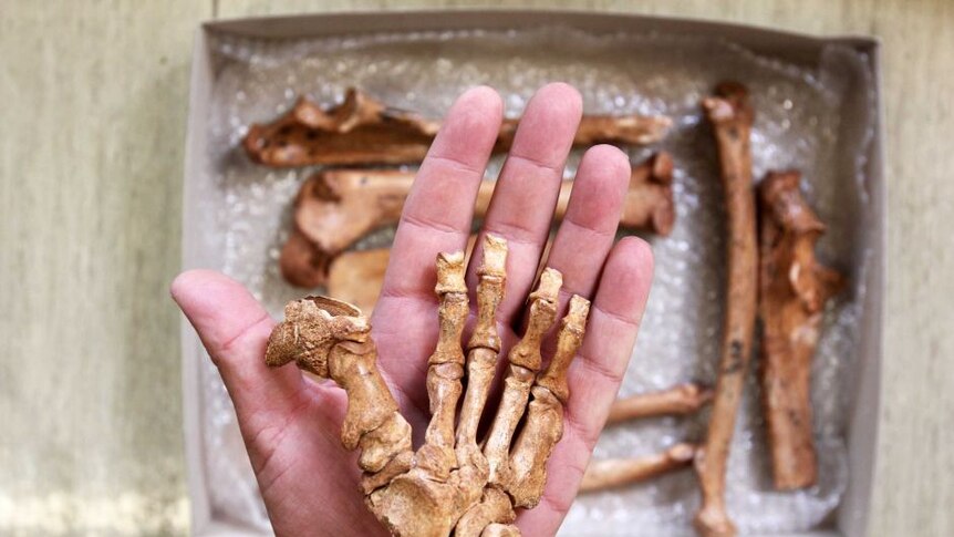 A fossil hand rests in a human hand.