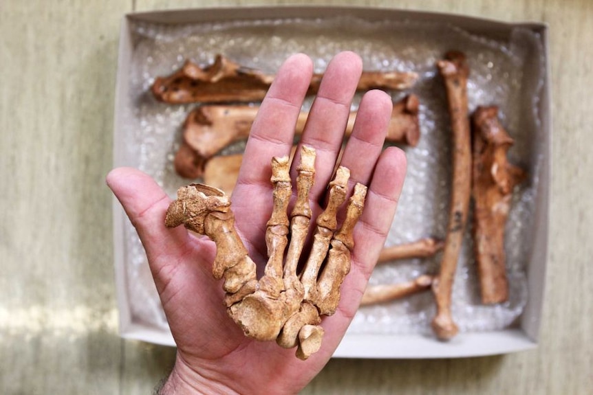 A fossil hand rests in a human hand.