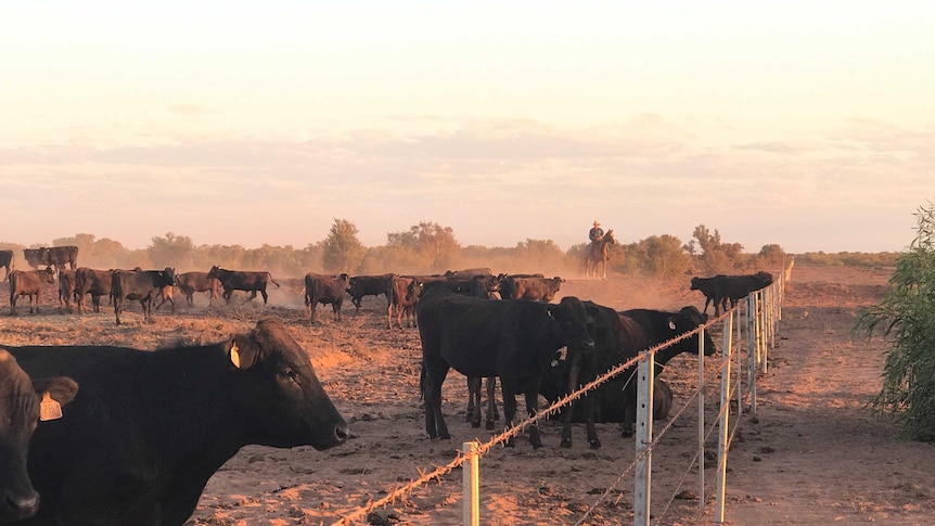 Waguy cattle stand near a fence during golden hour on the property