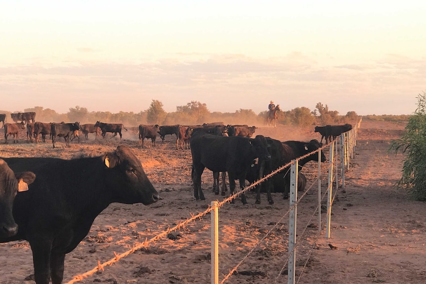 Waguy cattle stand near a fence during golden hour on the property