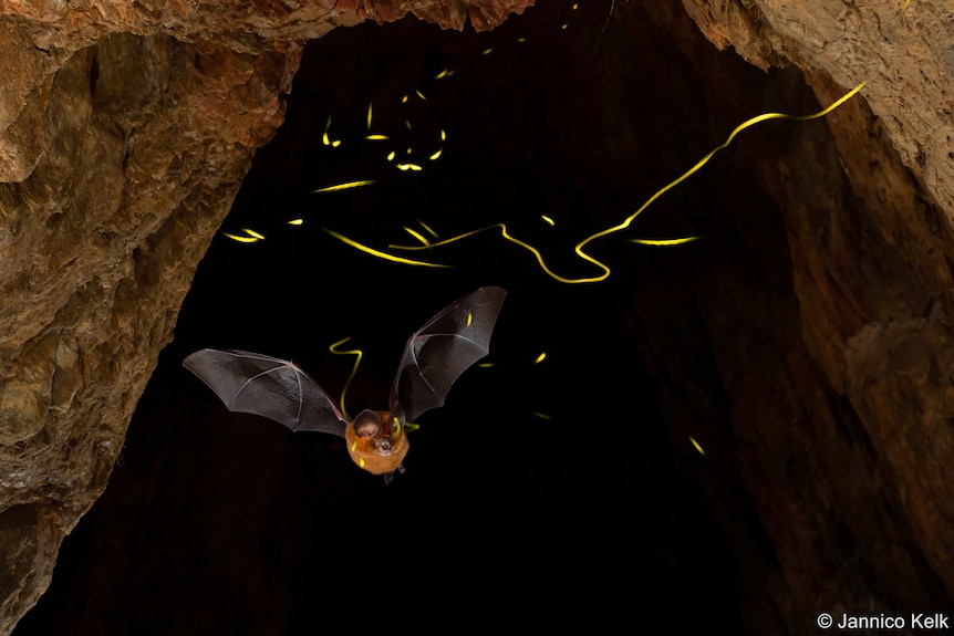 A bat chases light trails.