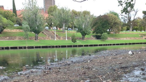 Debris floats in the River Torrens in Adelaide after rain.