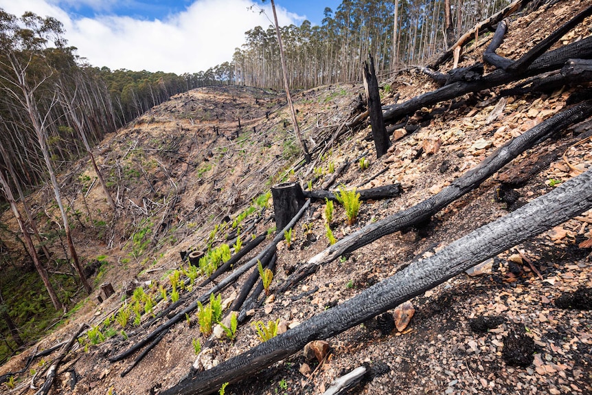 A logging coupe in the Thomson catchment, shows burnt out logs and green regrowth.