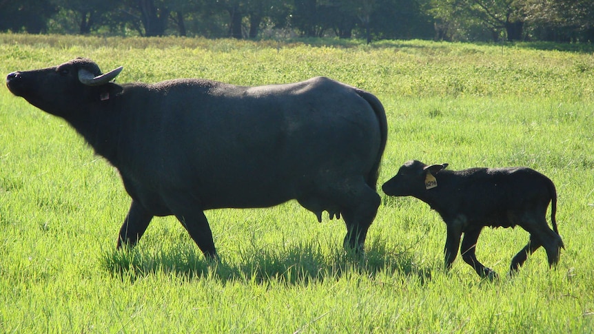 Buffalo with calf