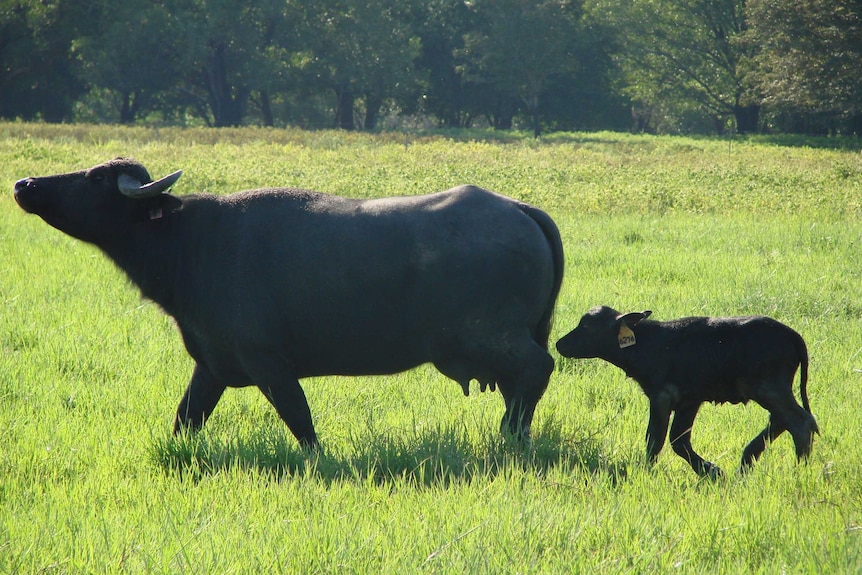 a buffalo with a calf in a paddock