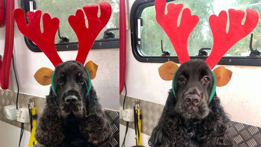 Photos of two Cocker Spaniel dogs wearing deer antlers.