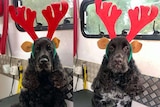 Photos of two Cocker Spaniel dogs wearing deer antlers.