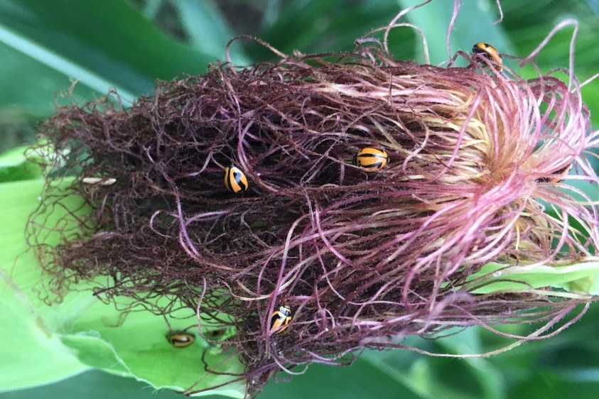 Ladybirds on the tassles of a cob of corn.