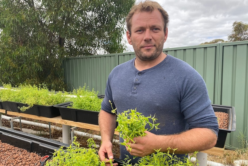 A man standing behind some river mint.