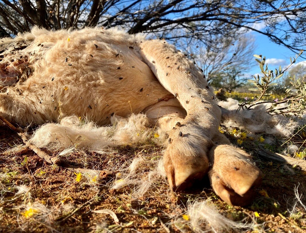 The hooves of a dead sheep lay on the dirt with blowflies
