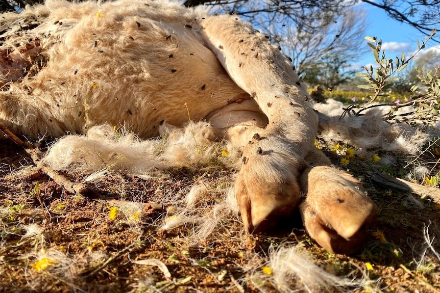 The hooves of a dead sheep lay on the dirt with blowflies