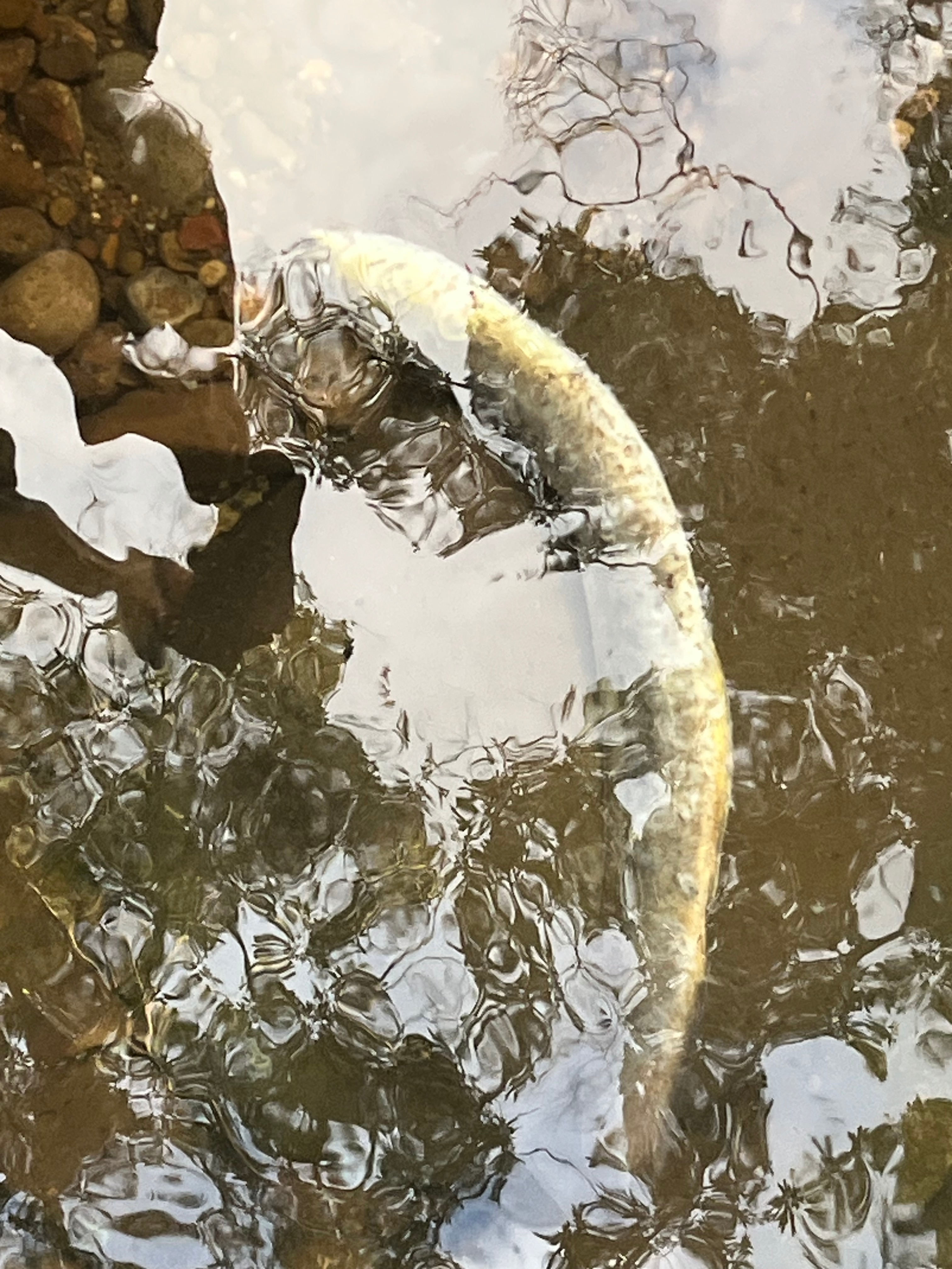 A dead eel beneath the water surface.
