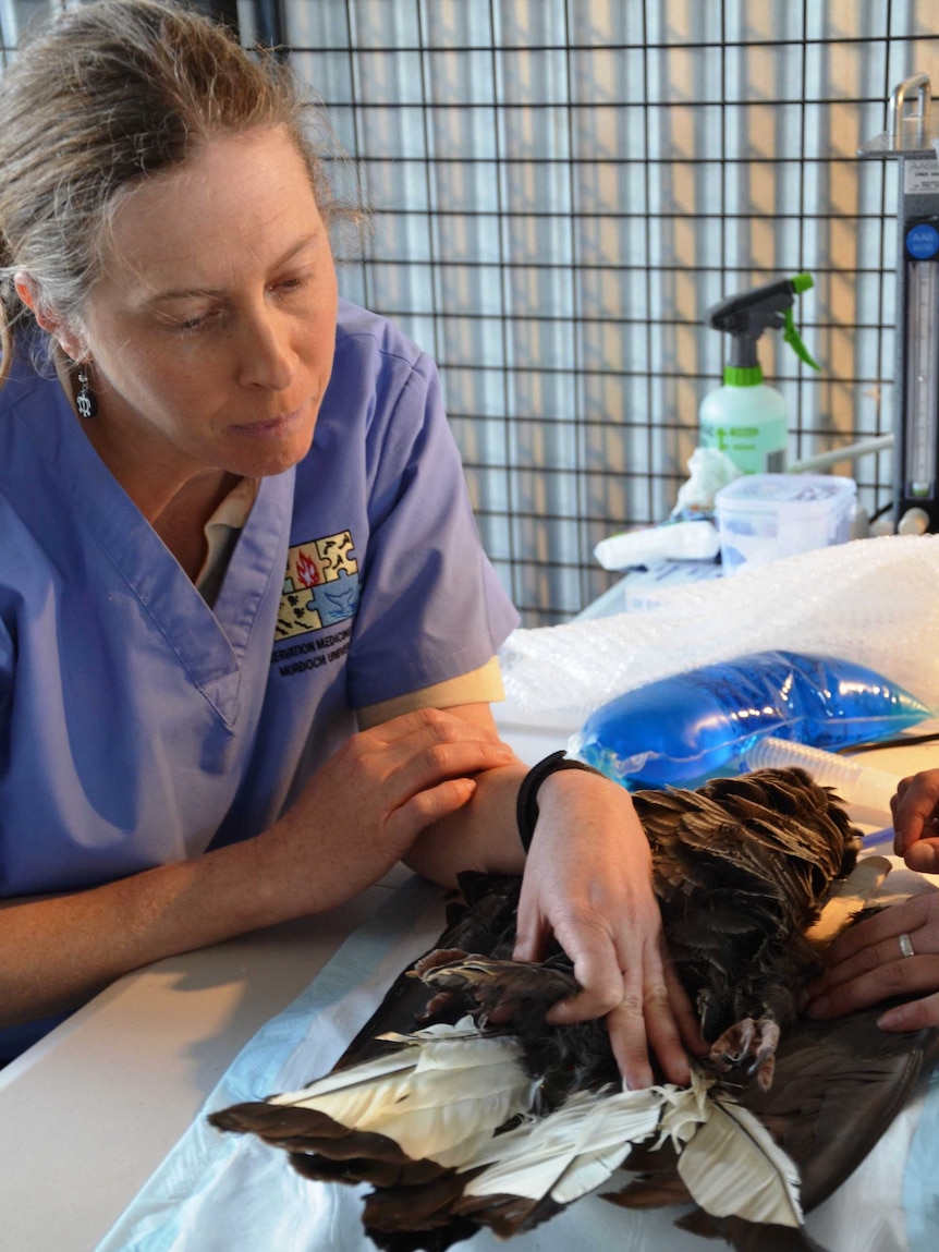 Murdoch University Associate Professor Kris Warren with Baudin's cockatoo