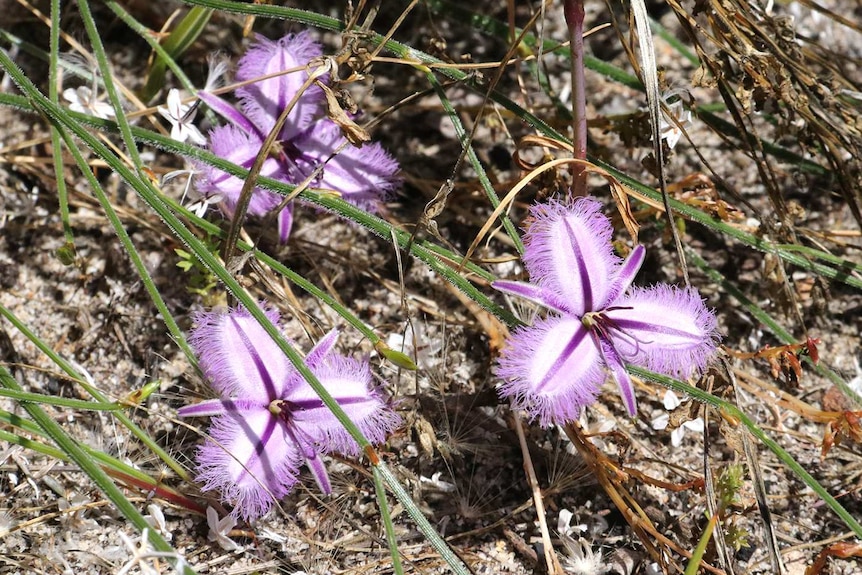 A close-up shot of bright purple flowers