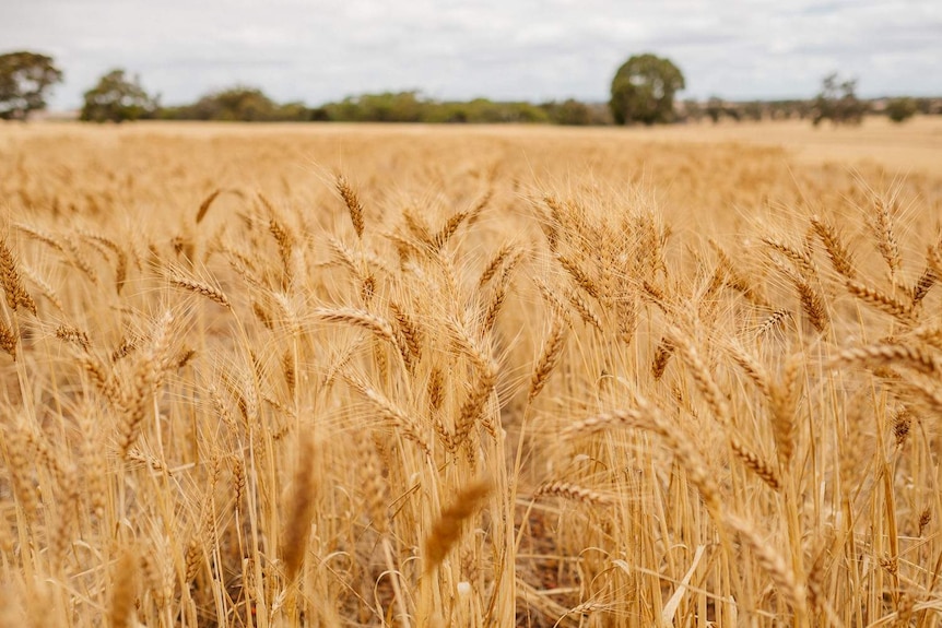 Field of golden, with husks in the foreground in focused and those in the background blurred