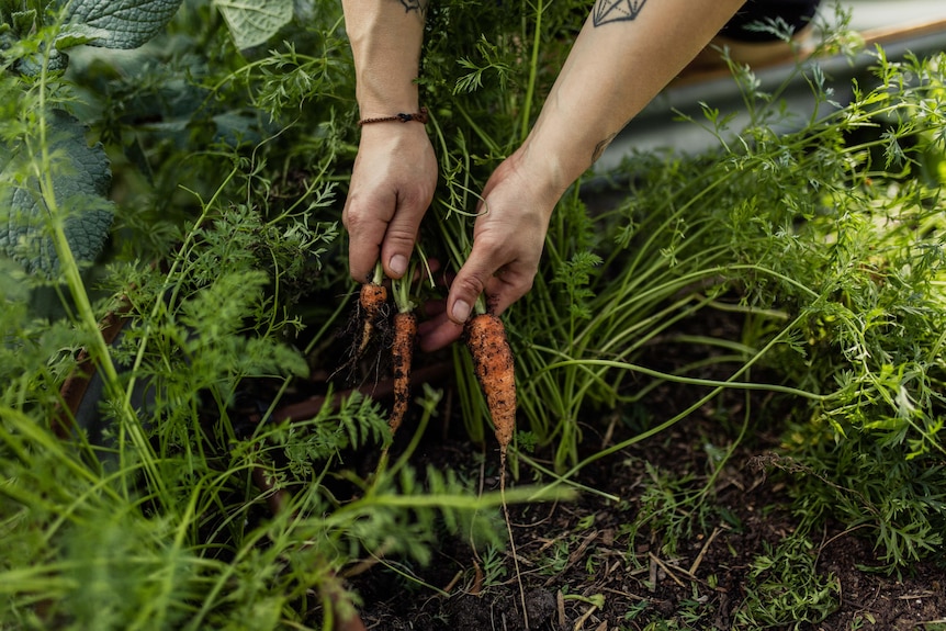 Carrots being pulled out of the garden