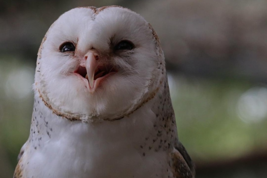 A white owl with its head tilted upwards as it swallows its prey.