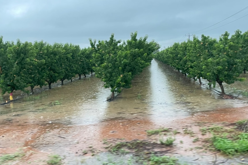 A stone fruit orchard with trees standing in muddy brown water, approx 10cm deep.