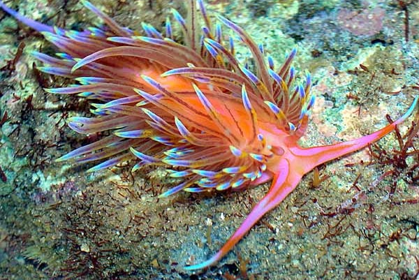 A pink sea slug with many soft purple spines, known as Godiva quadricolour under water.
