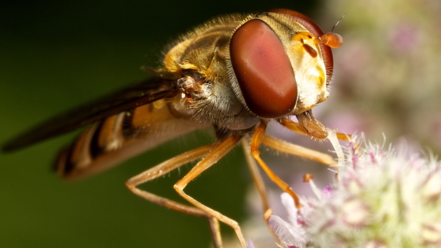 Marmalade hoverfly (Episyrphus balteatus)